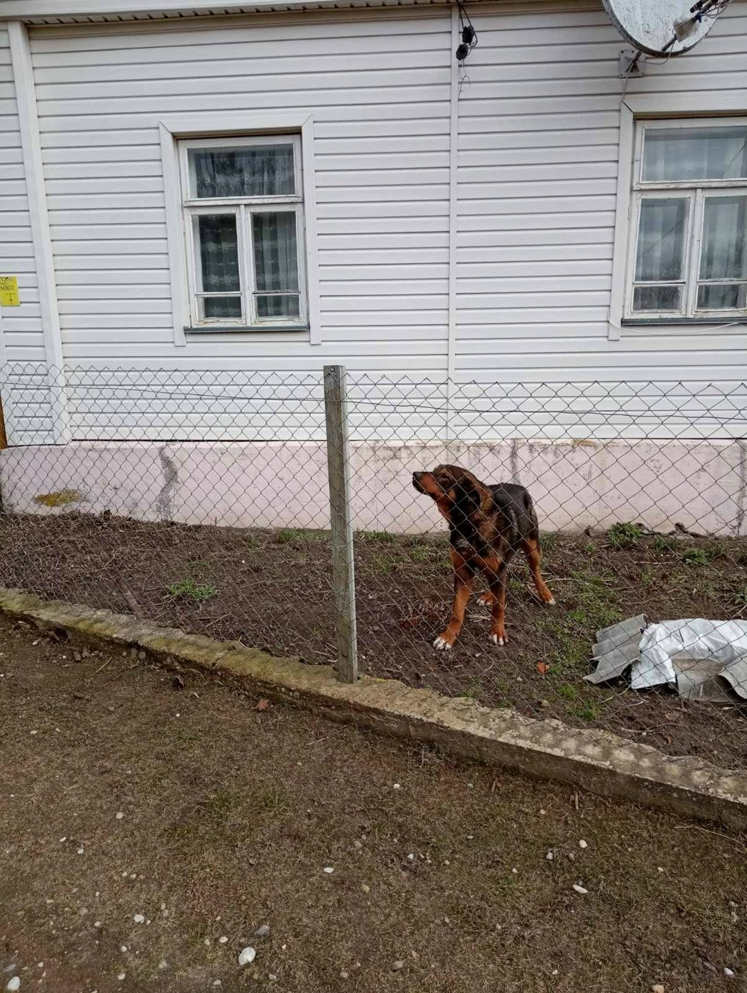 Найдена собака в Сморгони — фото объявления