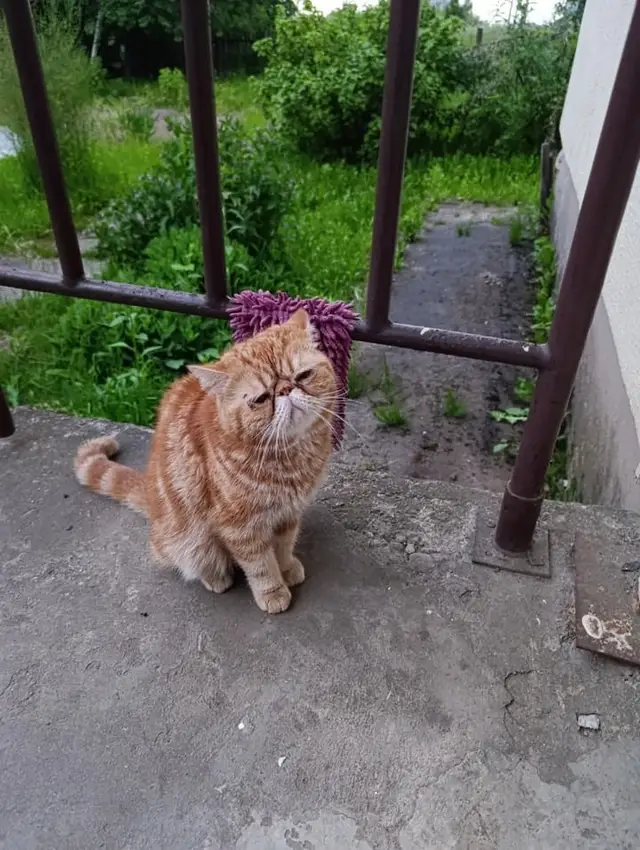 Найдена кошка в Сморгони — Во двор по улице Огинского в Молодечно прибился кот породы экзот.