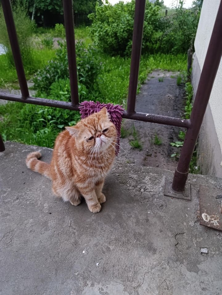 Найдена кошка в Сморгони — Во двор по улице Огинского в Молодечно прибился кот породы экзот.