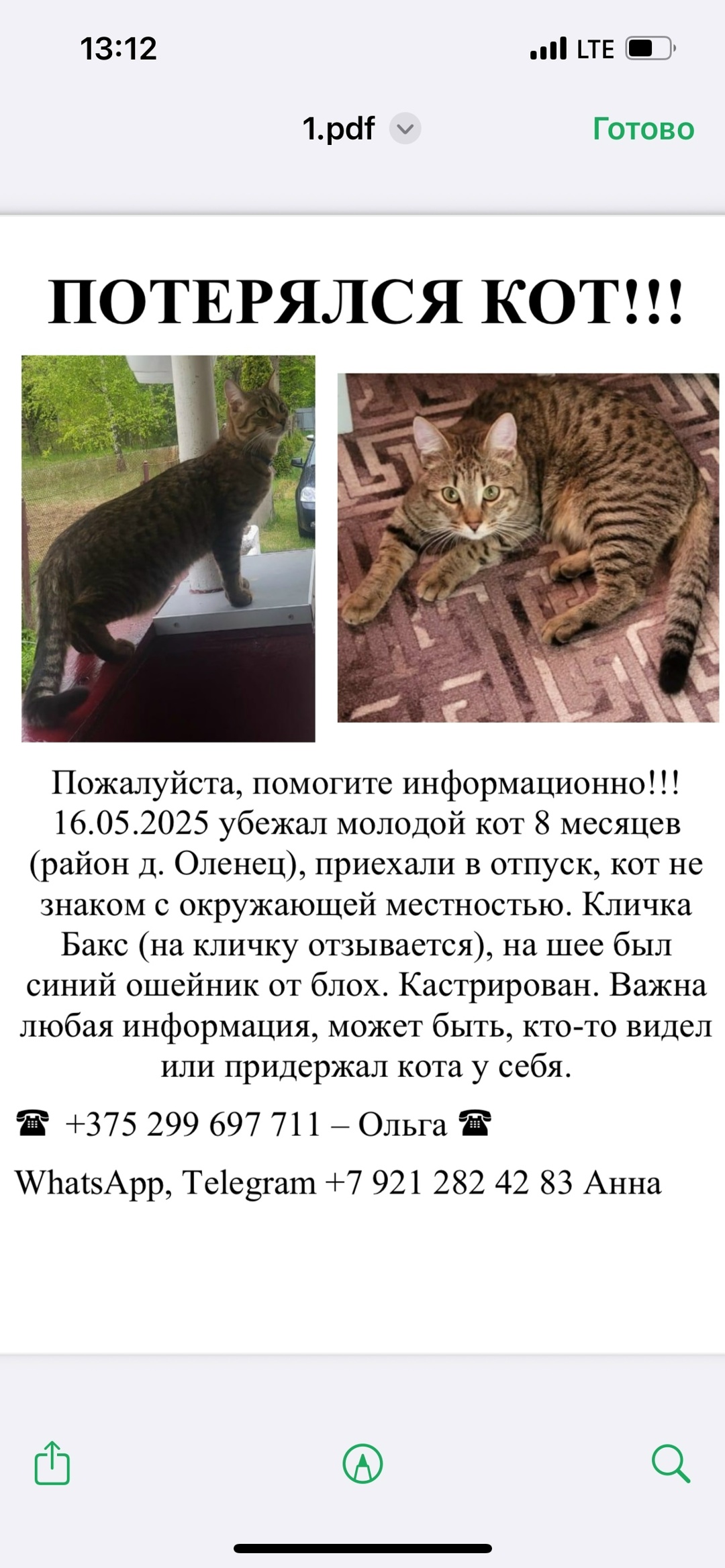 Пропала кошка в Сморгони — фото объявления