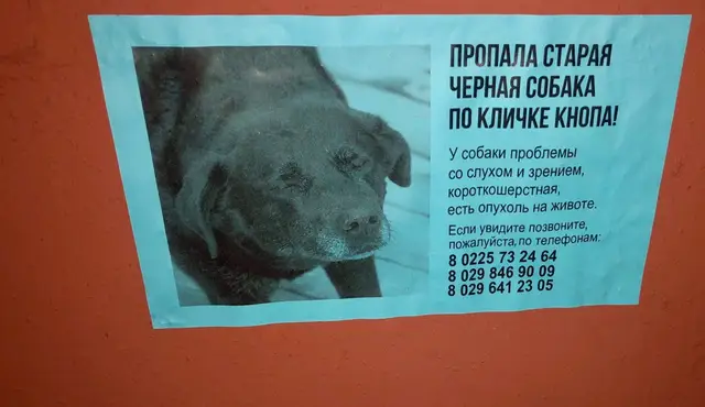 Пропала собака в Бобруйске — Бобруйск!!! Пропала старая черная собака по кличке Кнопа