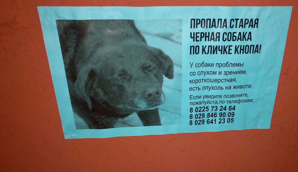Пропала собака в Бобруйске — Бобруйск!!! Пропала старая черная собака по кличке Кнопа