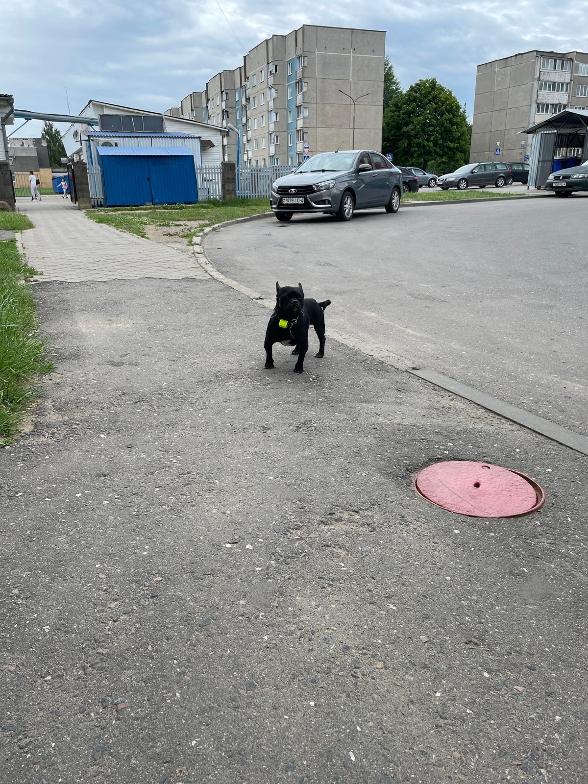 Найдена собака в Лиде — Замечен пёс