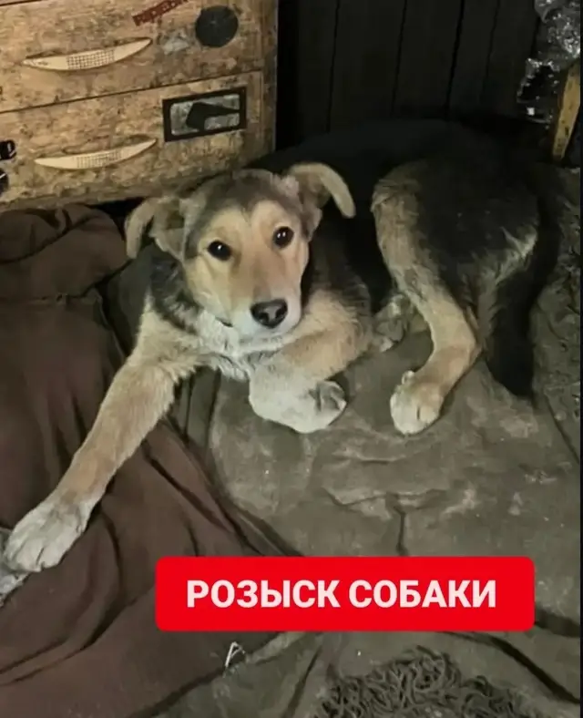 Пропавшая собака в Лиде: Розыск собаки!!🆘🆘🆘 Пропала собака с территории предприятия. Молодой кабель с ошейником, кличка Хвостик. Пропал в… Пропала собака в Лиде — Розыск собаки!!🆘🆘🆘 Пропала собака с территории предприятия. Молодой кабель с ошейником, кличка Хвостик…