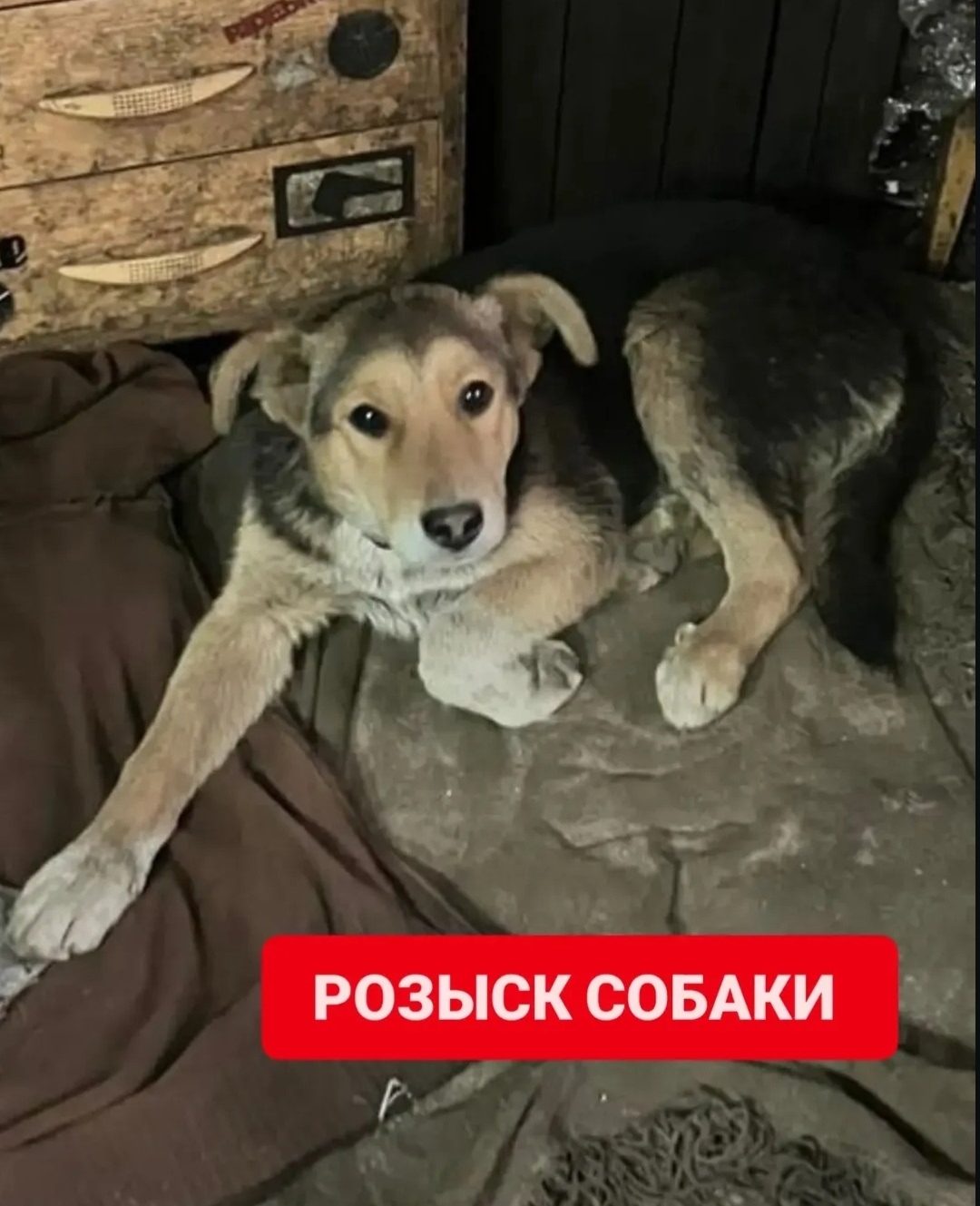 Пропала собака в Лиде — Розыск собаки!!🆘🆘🆘 Пропала собака с территории предприятия. Молодой кабель с ошейником, кличка Хвостик…
