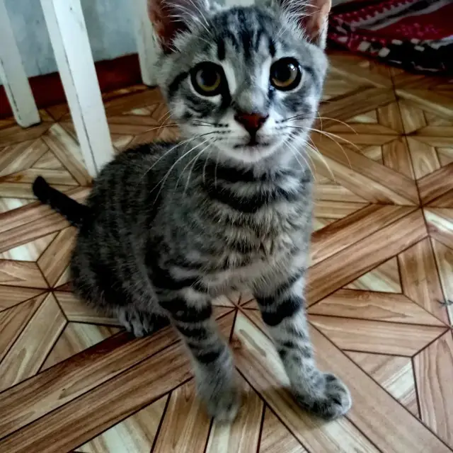 Найдена кошка в Барановичах — Барановичи. Вот такой котенок был найден в Южном м-не, ул. Курчатова. Котенок мальчик, около 4-х…
