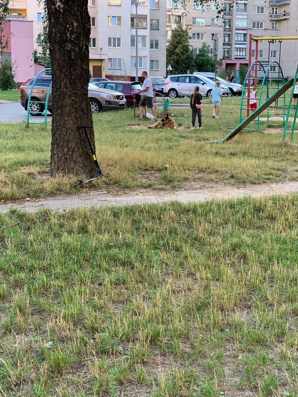 Найдена собака в Барановичах — В районе вторых Третьяков бегает овчарка с ошейником.Чья потеряшка? Собака миролюбивая ,играет с…