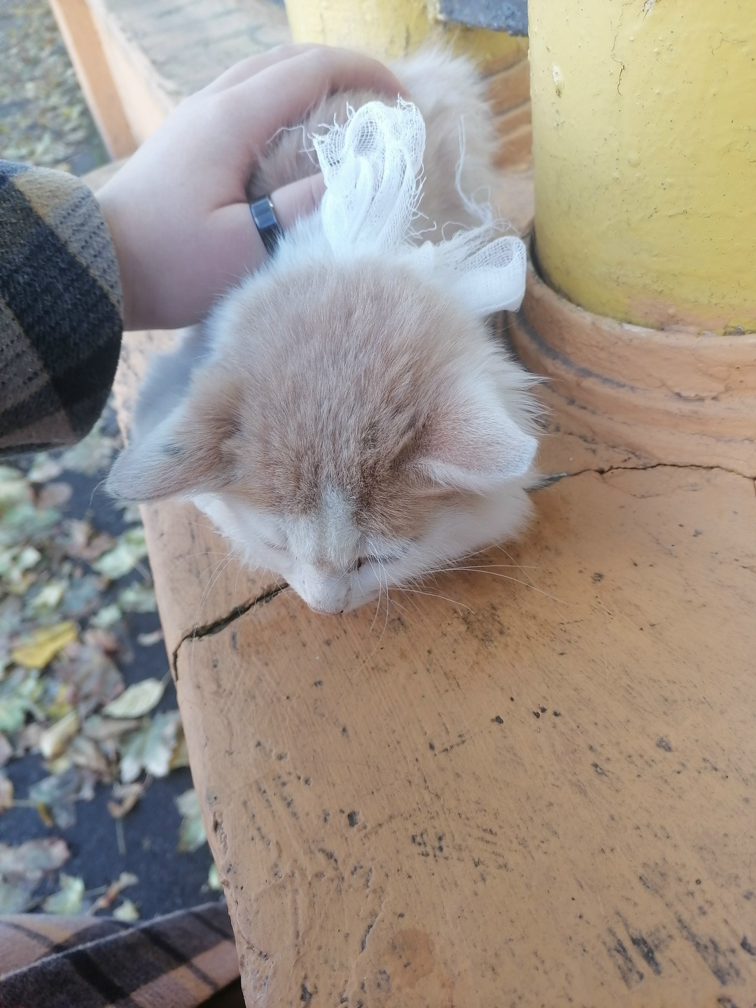 Найдена кошка в Барановичах — Котенок был найден на Вильчковского. Лапа была сломана в локтевом суставе. В клинике её завязали…