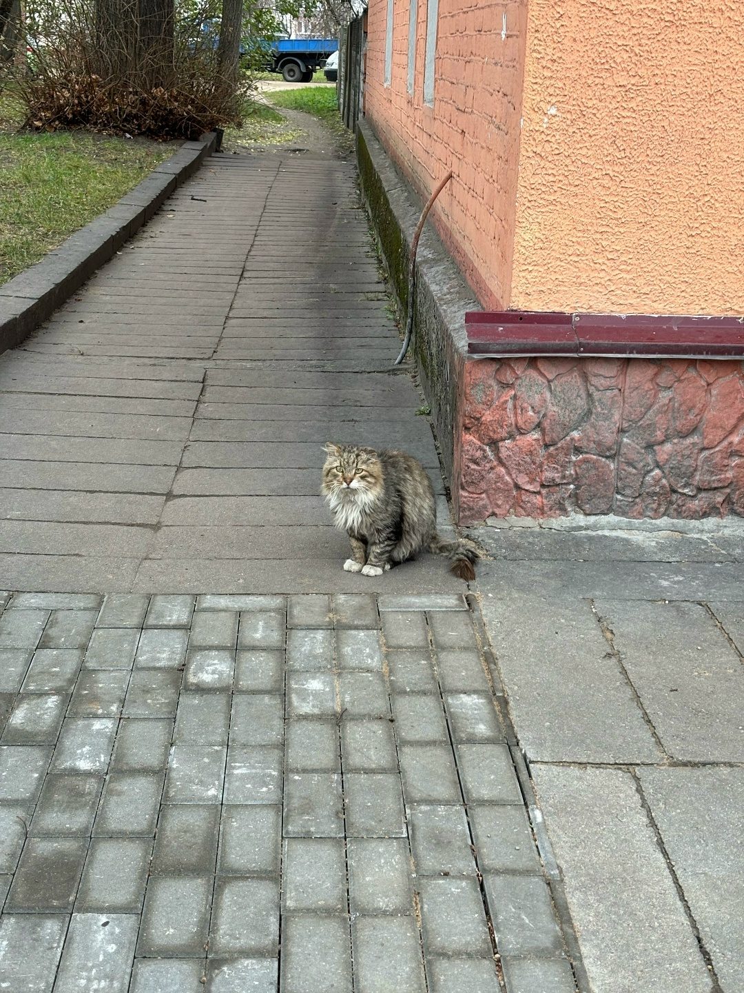 Найдена кошка в Барановичах — Котик-потеряшка с черным ошейником около Войкова 11, потерялся видимо уже давно, ищет хозяина