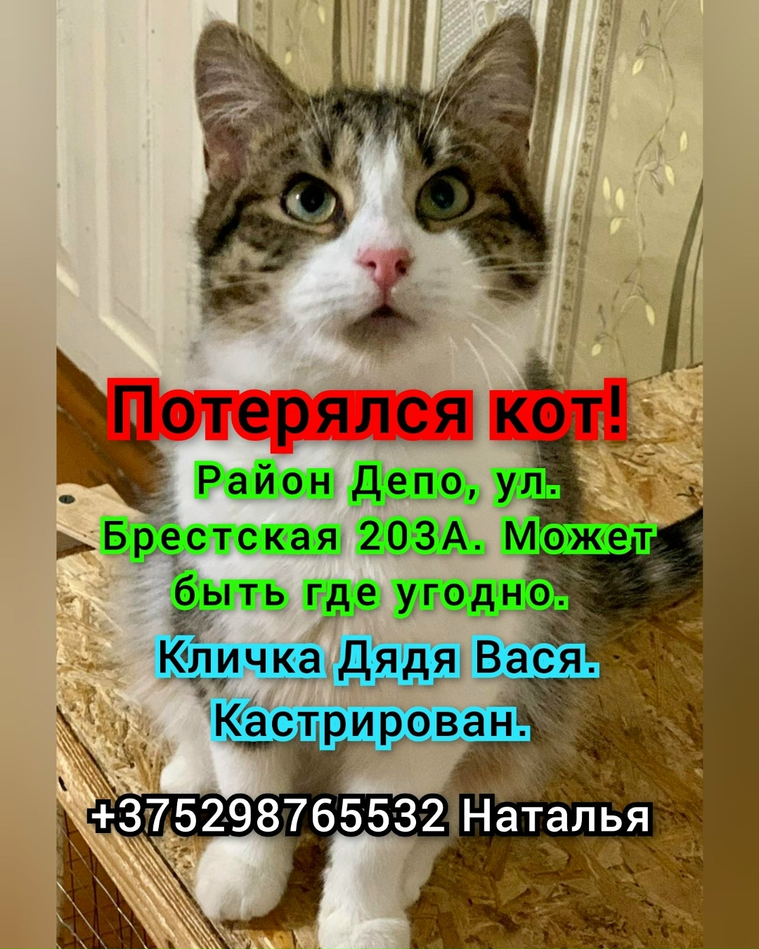 Найдена кошка в Барановичах — REPOST @vasindomik_by with [club179430710|@get__repost__app] // @download_repost_pro - 🆘 У МЕНЯ…