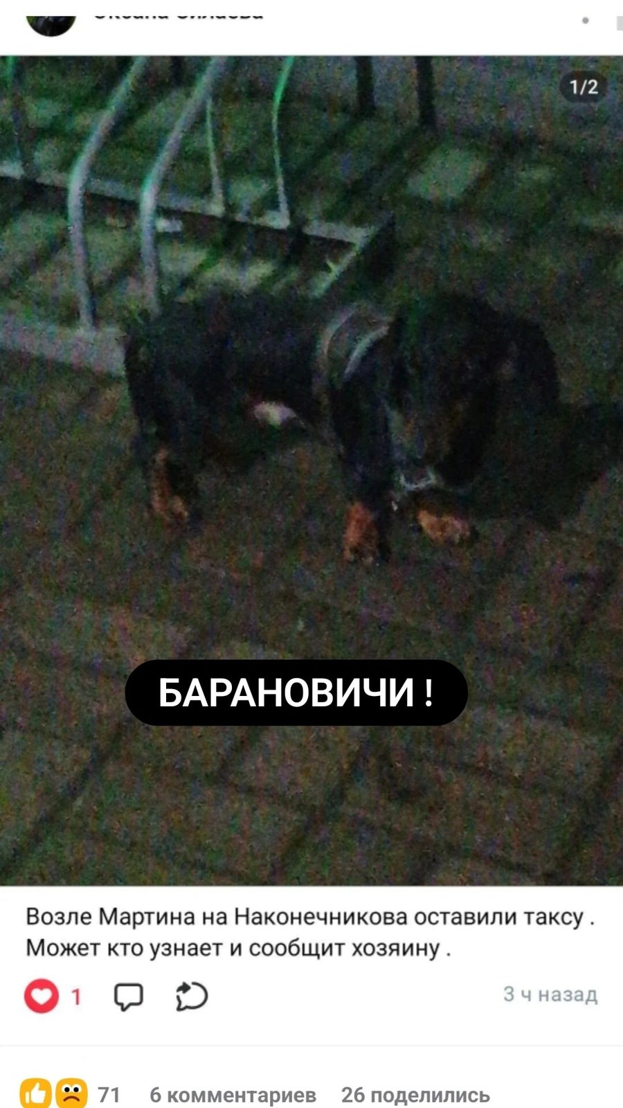 Найдена собака в Барановичах — Здравствуйте, кто забрал на передержку собаку таксу или нашёлся хозяин.
