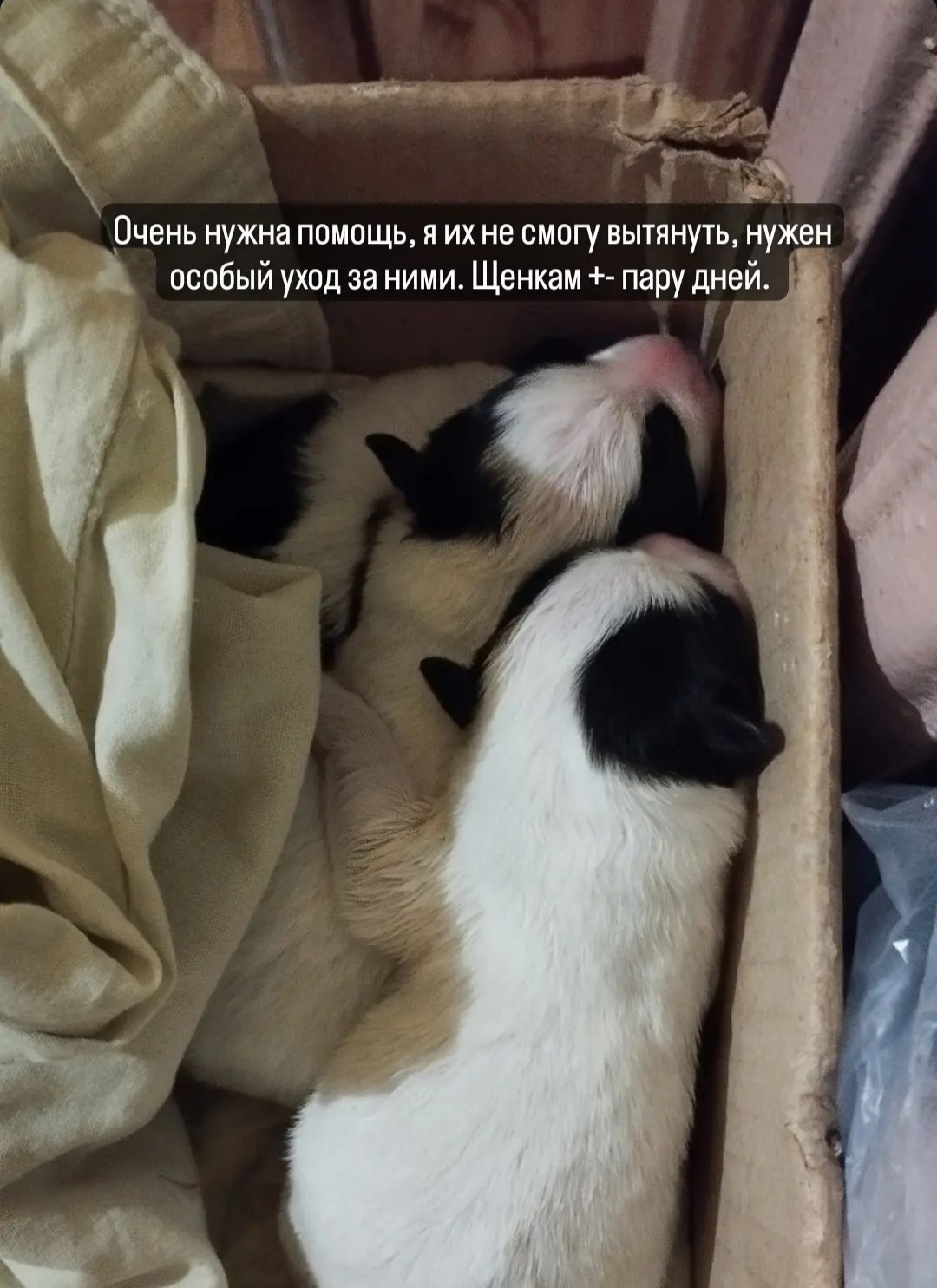Найдена собака в Барановичах — Вечером недалеко от довода были найдены 3 брошенных щенка. Совсем маленькие, глазки ещё закрыты…