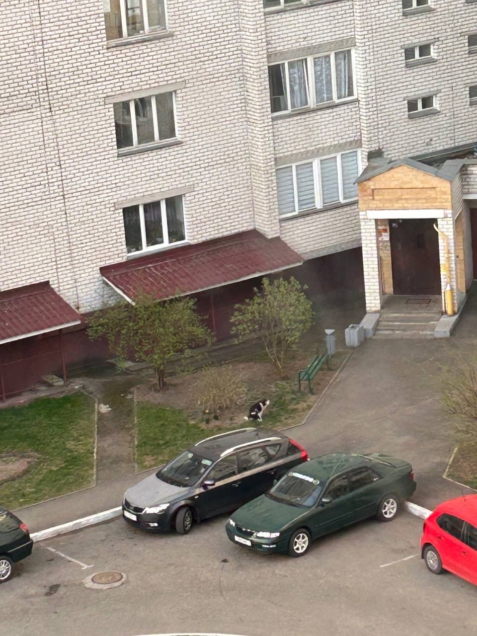 Найдена собака в Барановичах — Барановичи, боровки! Срочно нужна помощь! Собачка бегает и кричит, видимо что-то болит, может…