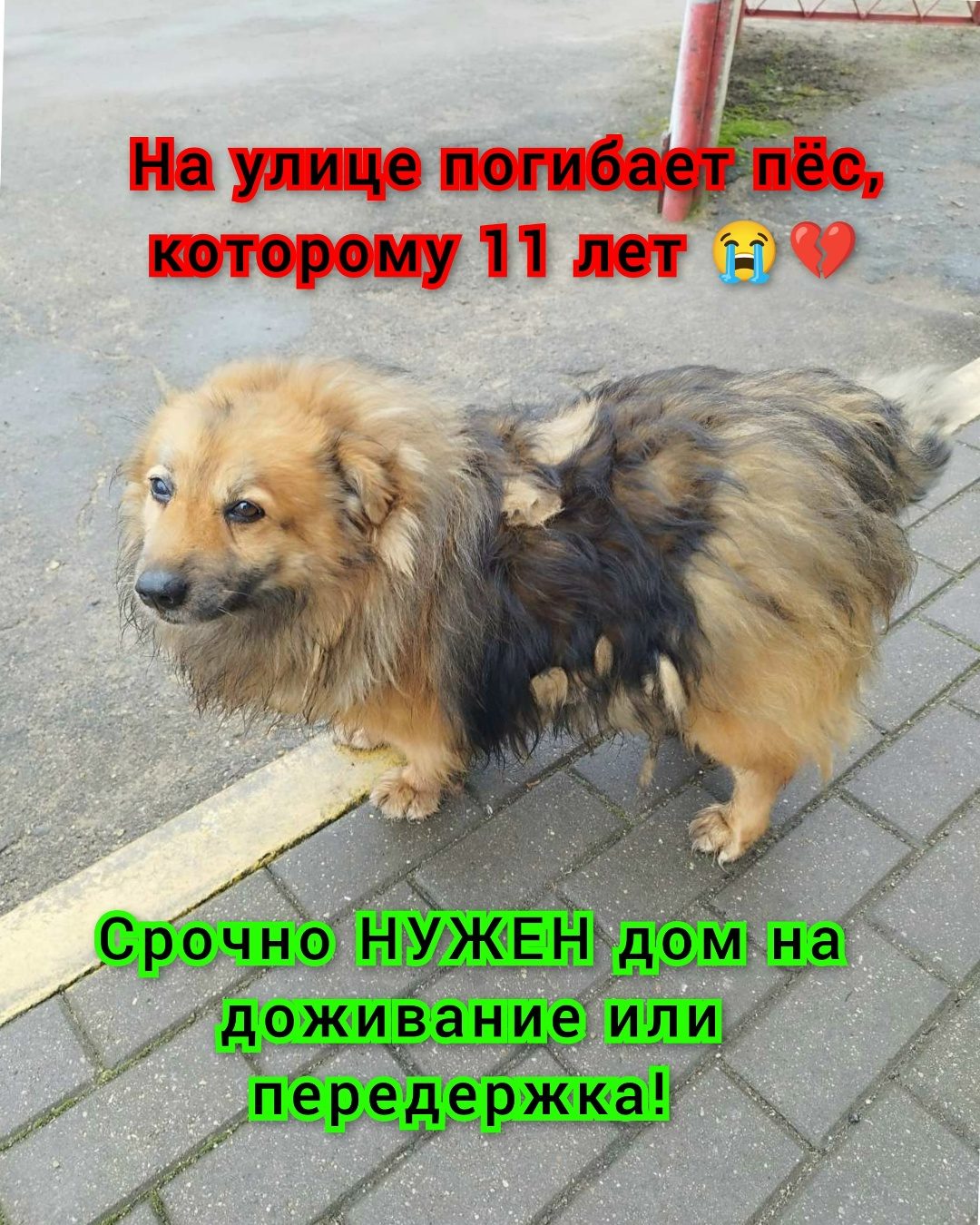 Найдена собака в Барановичах — Барановичи! В нашей помощи нуждается очень классный дед 🐕🙏