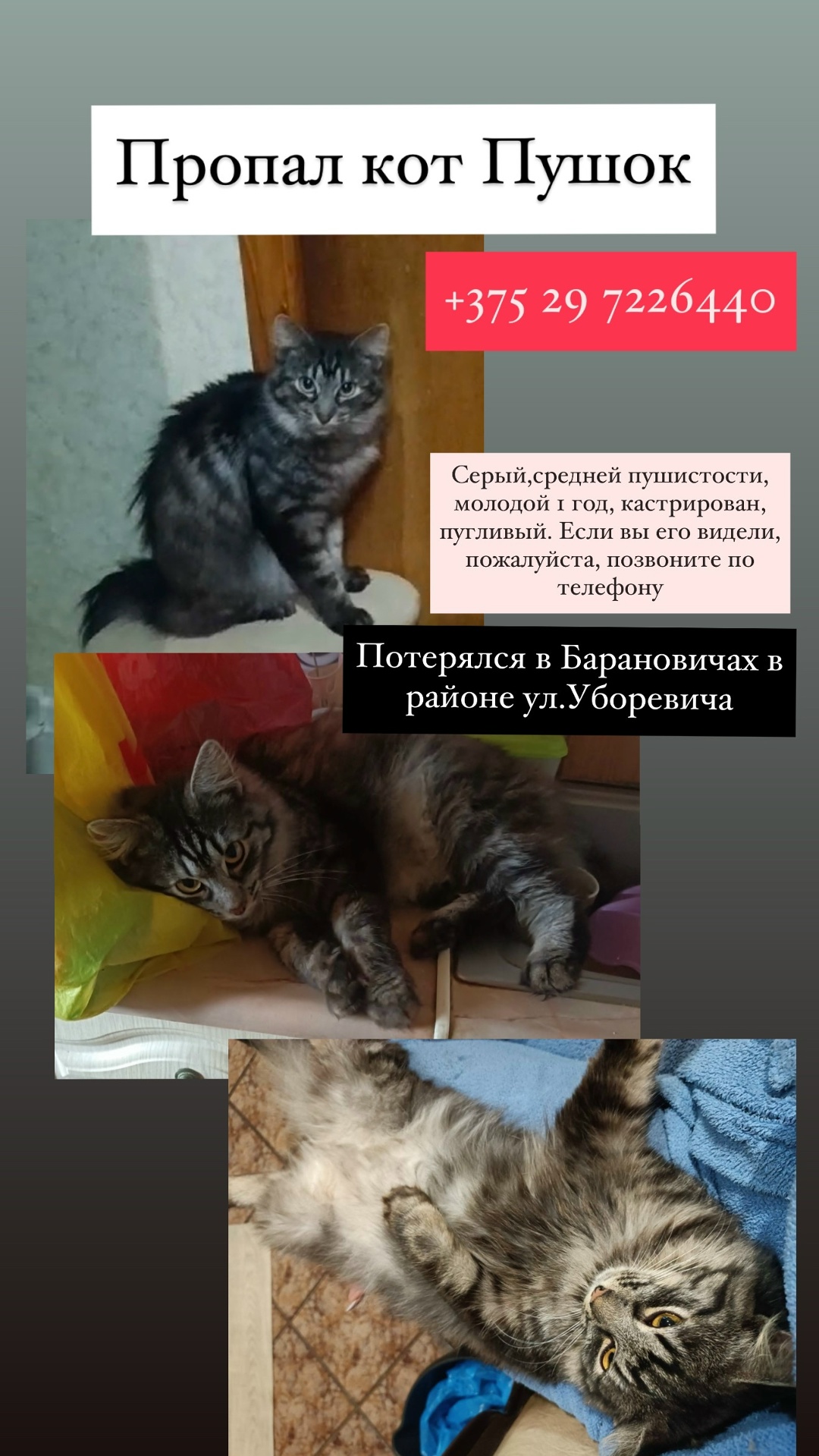 Найдена кошка в Барановичах — фото объявления