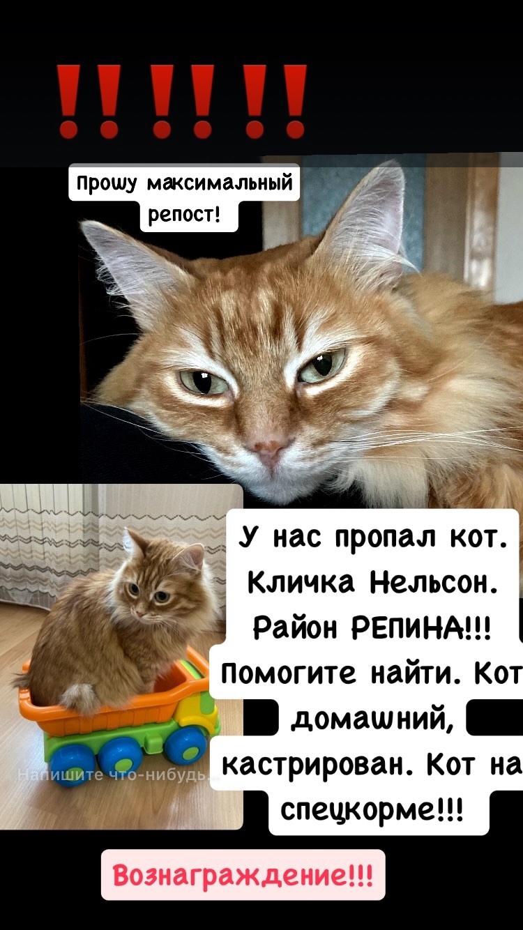 Найдена кошка в Барановичах — Пожалуйста, помогите найти кота! 20.09 утром выбежал из квартиры, пропажу обнаружили только…