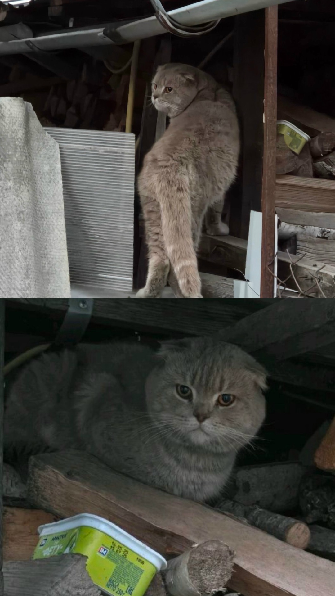 Найдена кошка в Барановичах — Прибился вислоухий кот. Уже несколько недель живет на улице. Мальчик, до года, полностью…