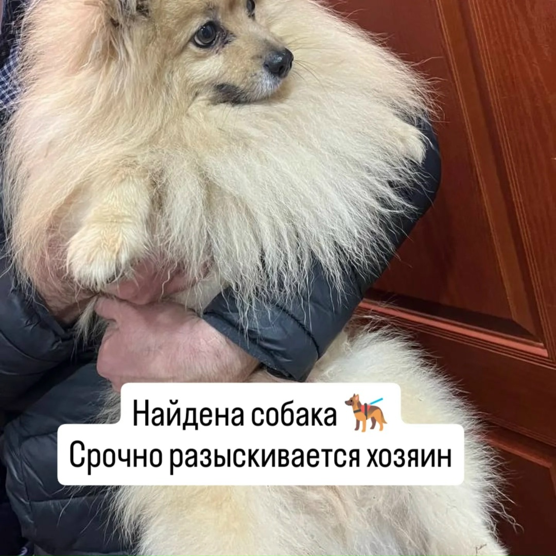 Найдена собака в Барановичах — Срочный розыск хозяев❗❗❗