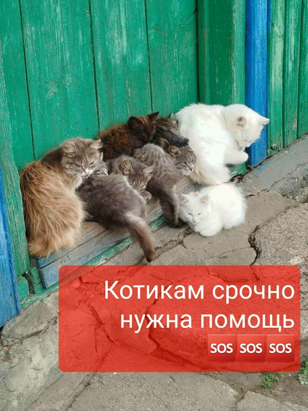 Пропала кошка в Барановичах — СРОЧНО! Нужна помощь прямо сейчас🚨