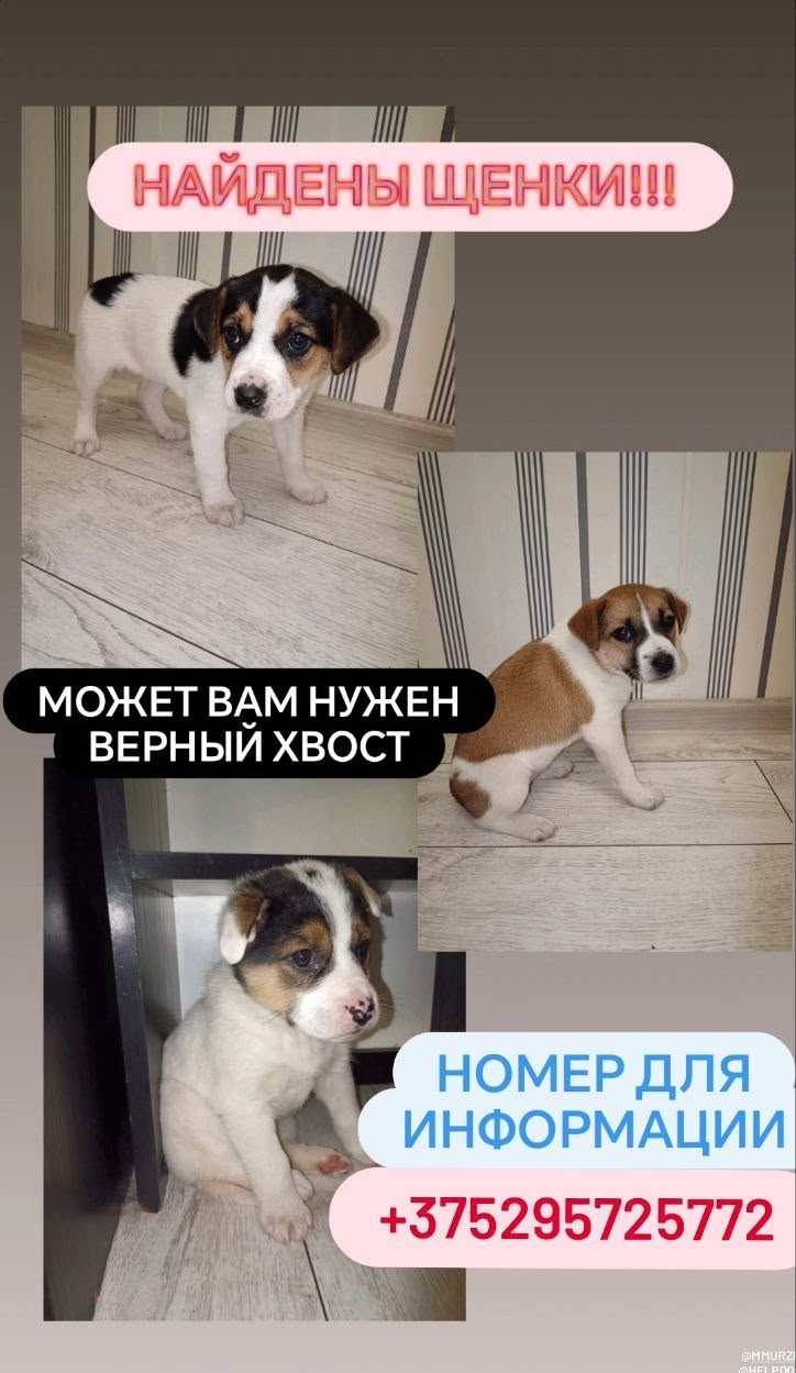 Найдена собака в Барановичах — фото объявления