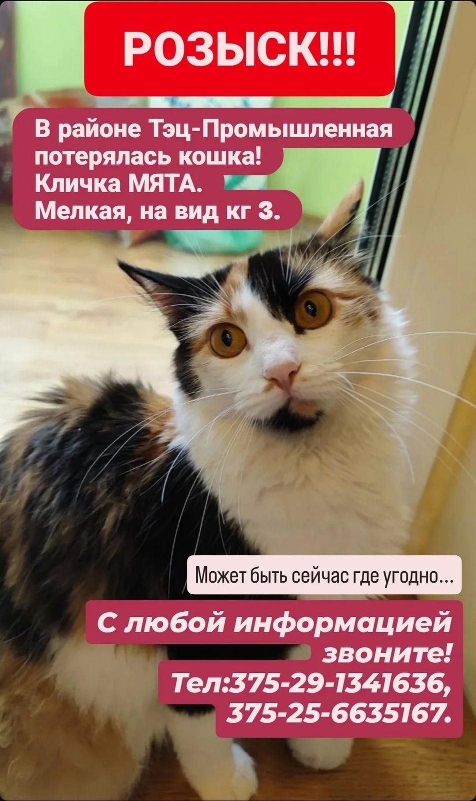 Пропала кошка в Барановичах — РОЗЫСК!! СРОЧНО!!