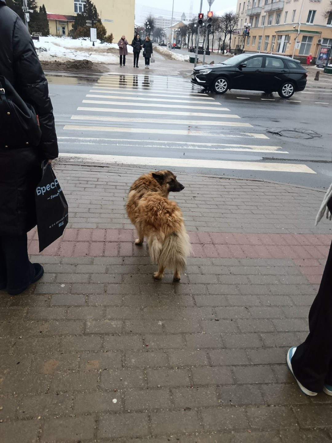 Пропала собака в Барановичах — Может кто знает судьбу этого пса? Уде который бень вижу его в центре, очегь он похудел и…