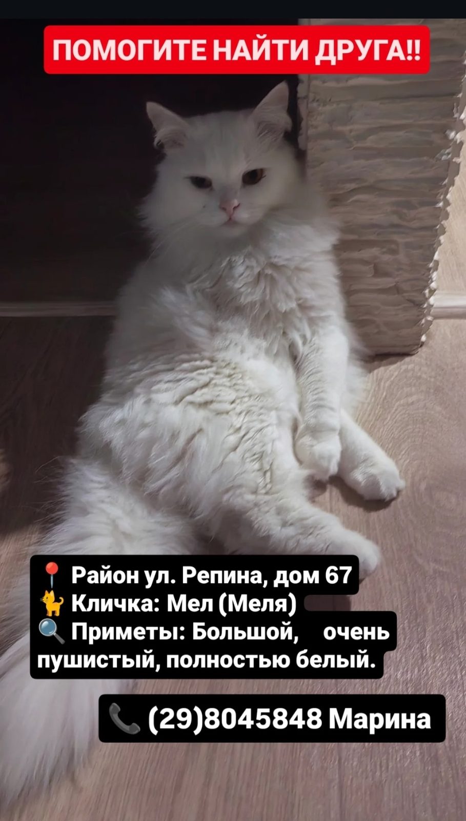 Найдена кошка в Барановичах — фото объявления