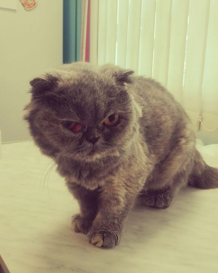 Найдена кошка в Берёзе — Кошка на приёме.