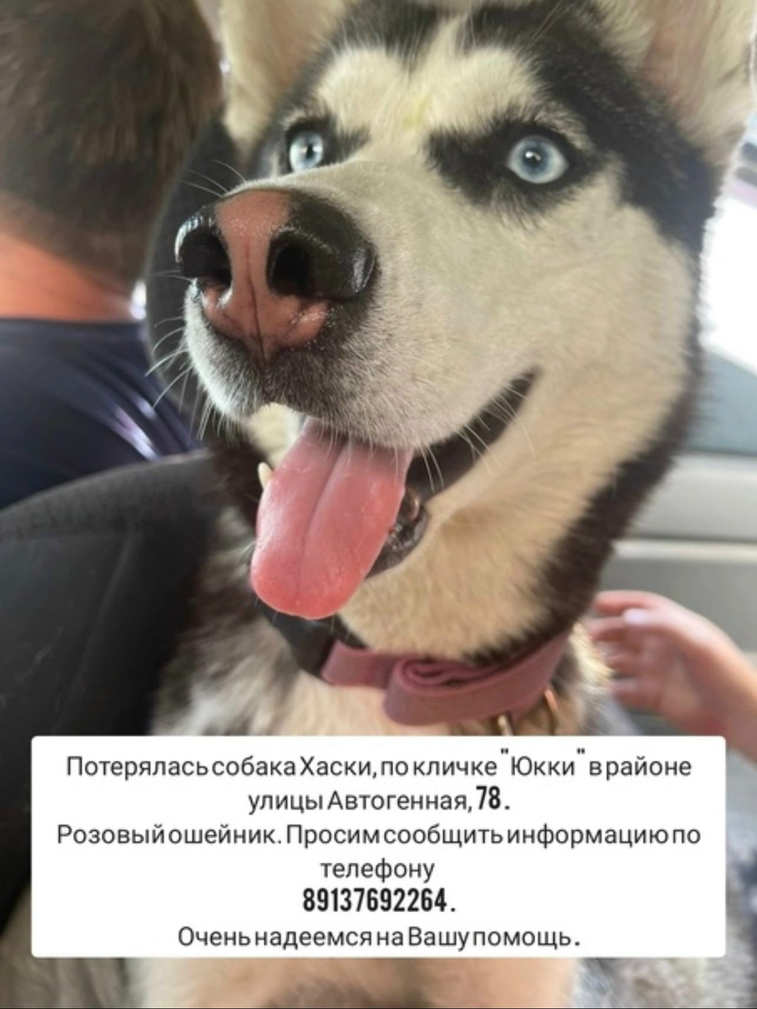 Найдена собака в Берёзе — фото объявления