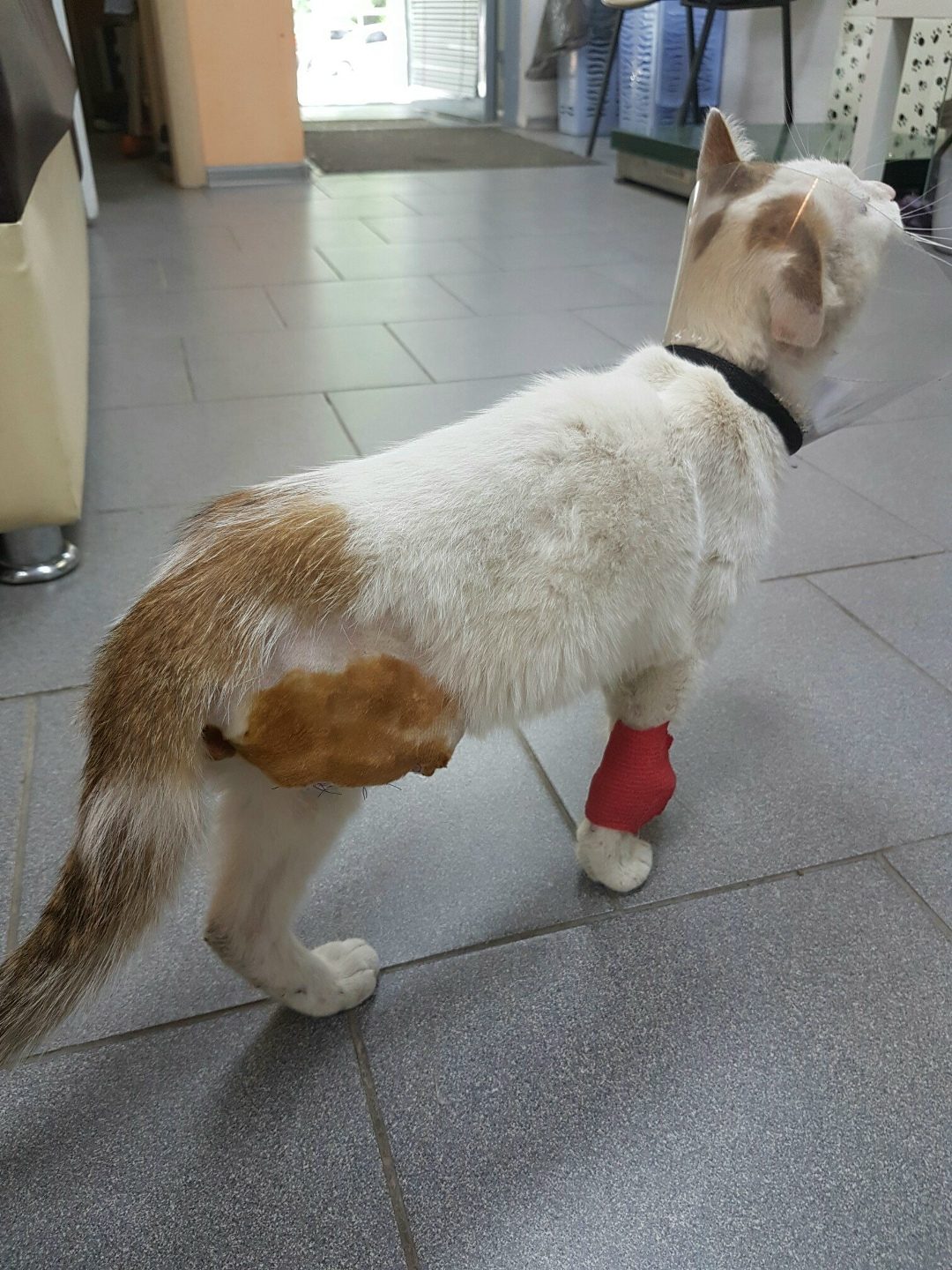 Найдена кошка в Берёзе — Наш пациент, подобранный котик ищет хозяев! Котику была проведена ампутация задней лапы, что как видите…