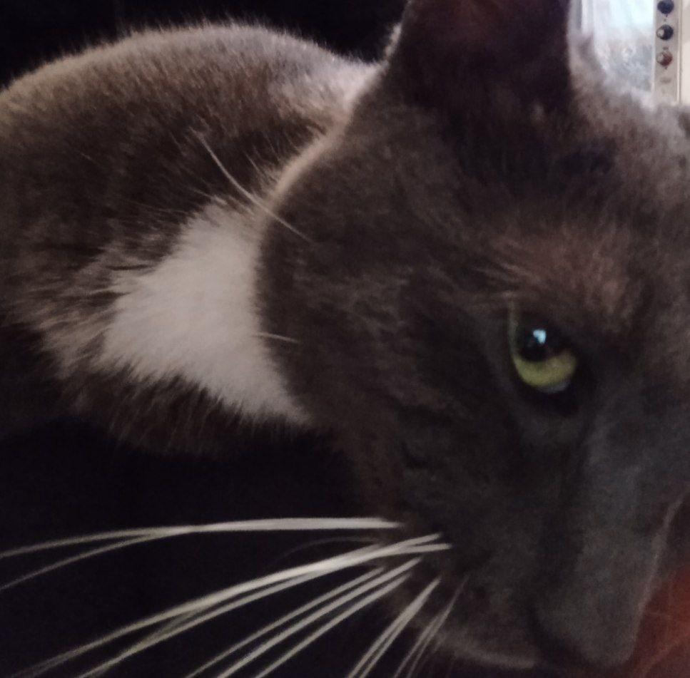Найдена кошка в Лиде — Здравствуйте. Кот-подросток🐈🐈🐈 (6-7 месяцев) русско-голубой породы прибился в деревню Гостиловцы Лидского…