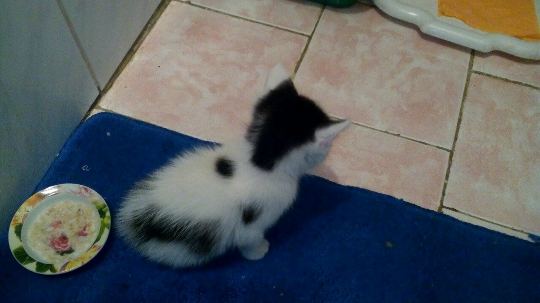 Найдена кошка в Лиде — котёнок ищет хозяина, котёнок игривый, ласковый, смышленный, очень хорошенький