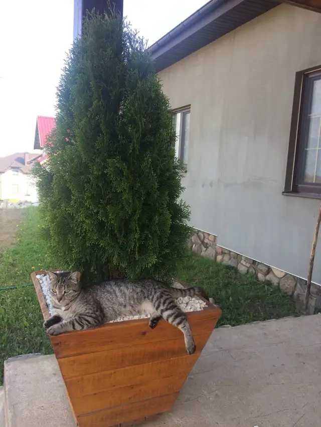 Найдена кошка в Пружанах — фото объявления