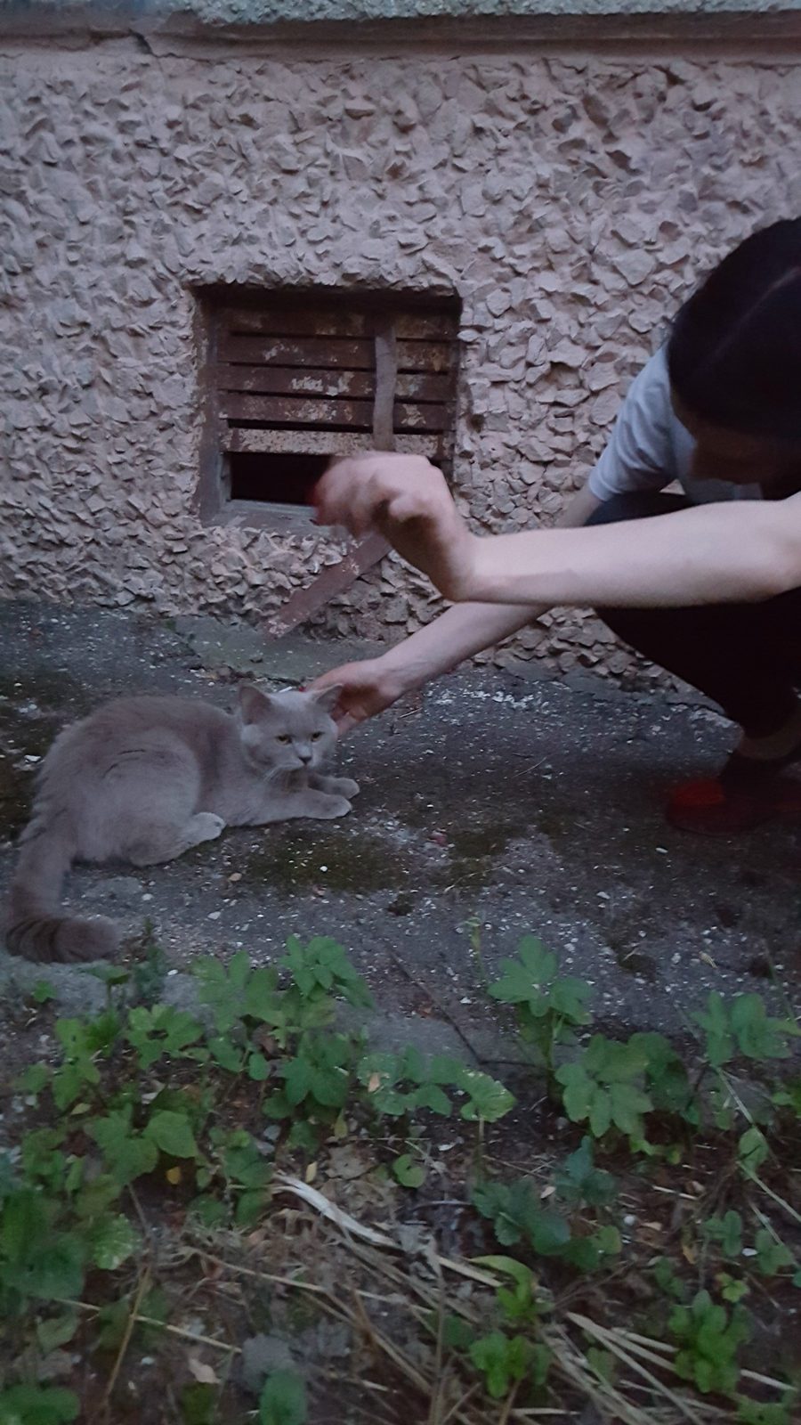 Найдена кошка в Пружанах — Ул. Лизы Чайкиной 18, бегает кот, дымчатого окраса, с большими оранжевыми глазами