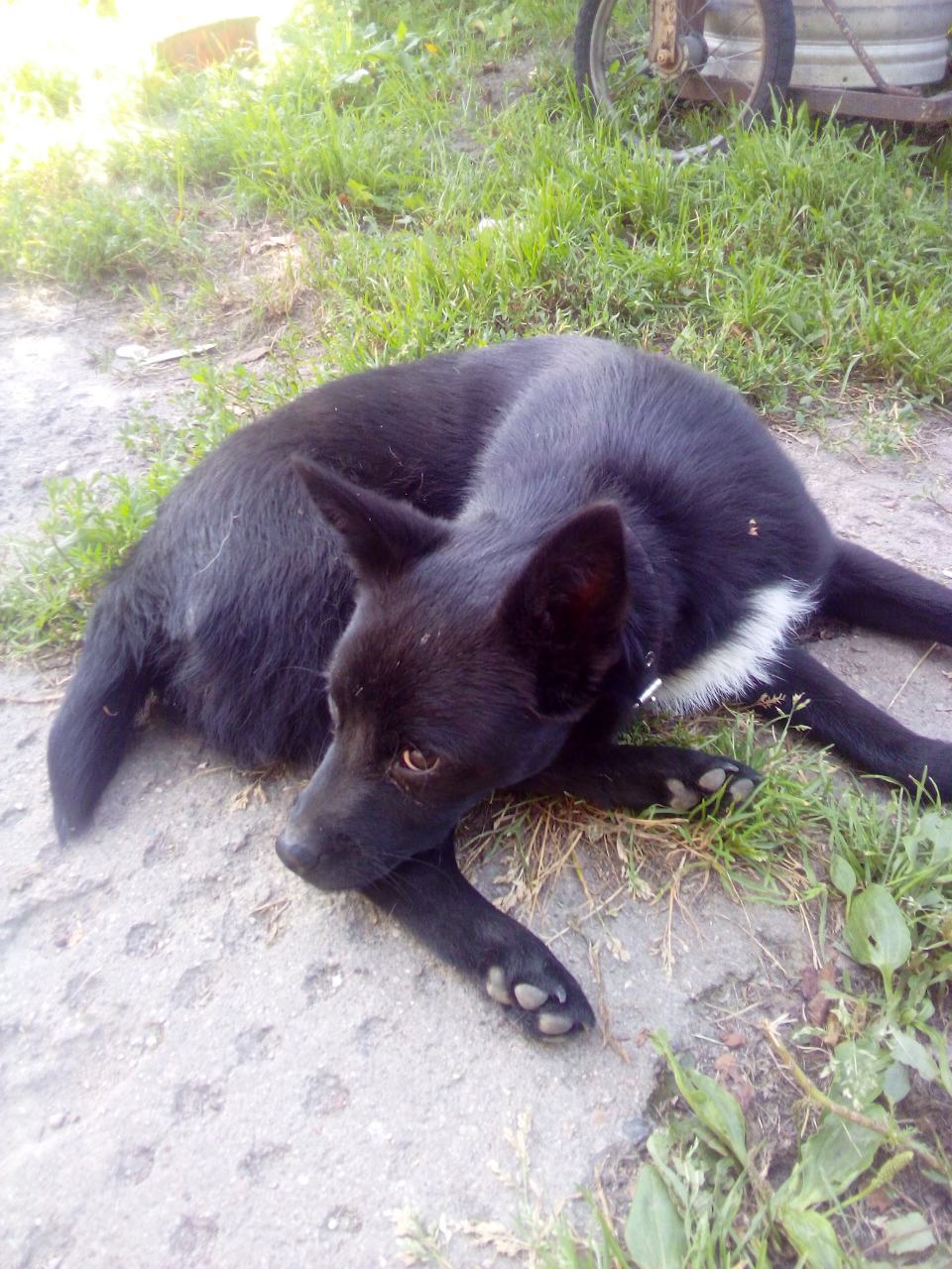 Найдена собака в Пружанах — В Гродно (Грандичи) найден молодой пес с коричневым новым ошейником. Обращаться по номеру (29) 2862023