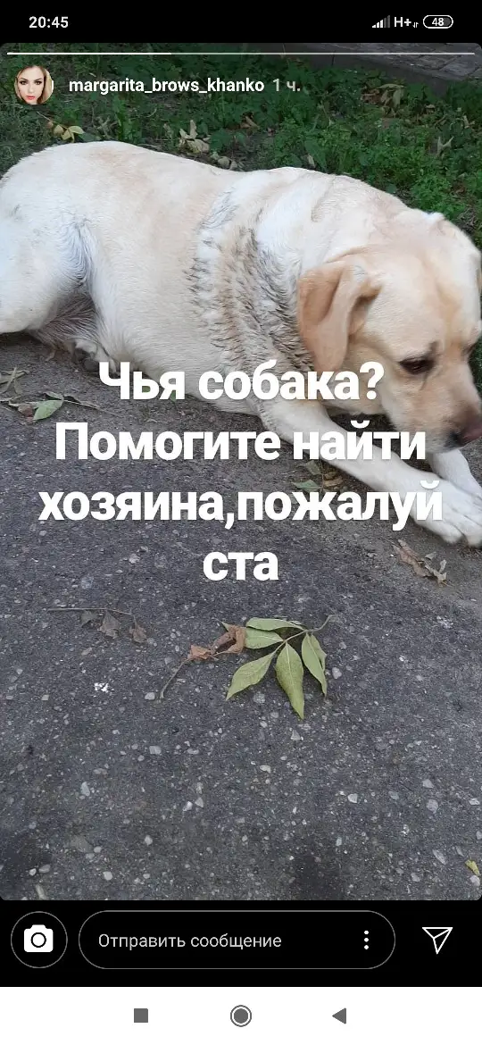 Найдена собака в Пружанах — фото объявления