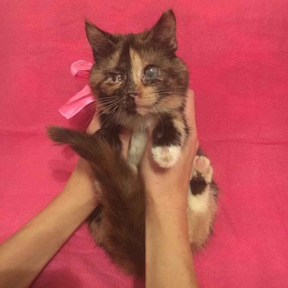 Найдена кошка в Пружанах — Помогите оплатить передержку котикам! Нужно еще 50 р🙏🙏🙏 +Нужен Юнидокс( лечить простуду) ,Флоксал (…