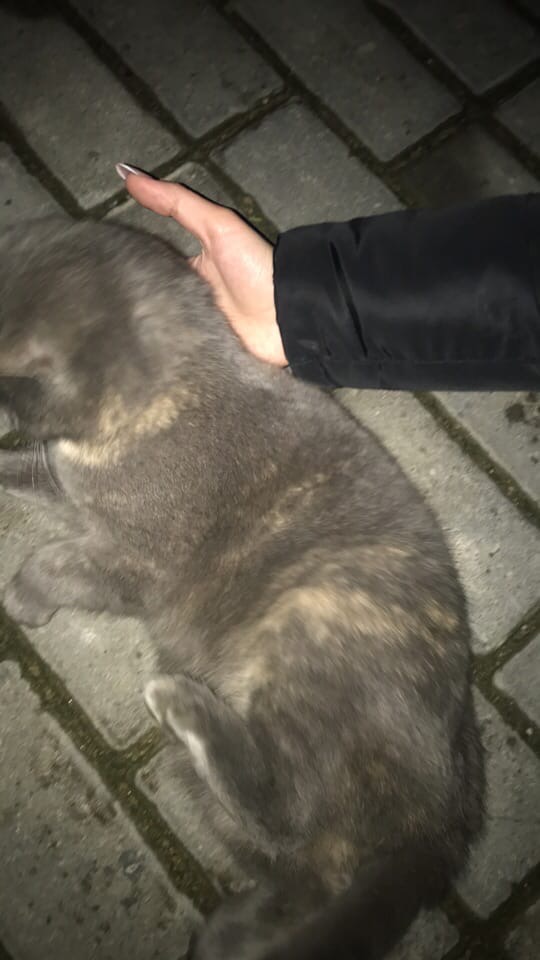 Найдена кошка в Пружанах — На Дарвина, парк, бегает кошка. Ухоженная, не боится людей.Возможно потерялась