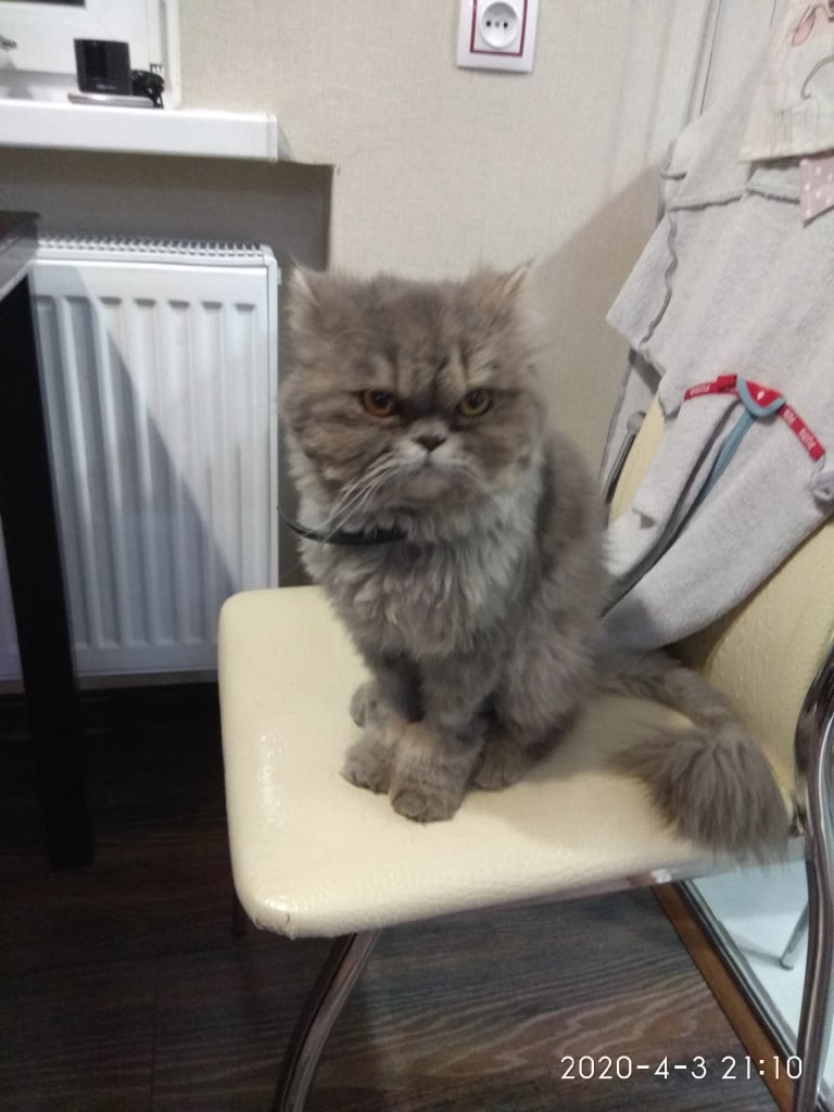Найдена кошка в Пружанах — фото объявления