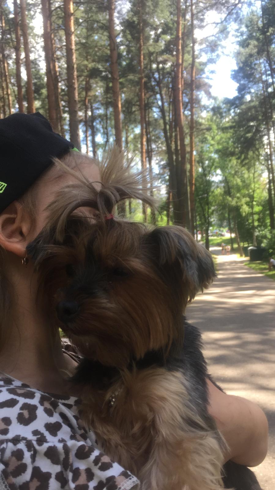 Найдена собака в Пружанах — фото объявления