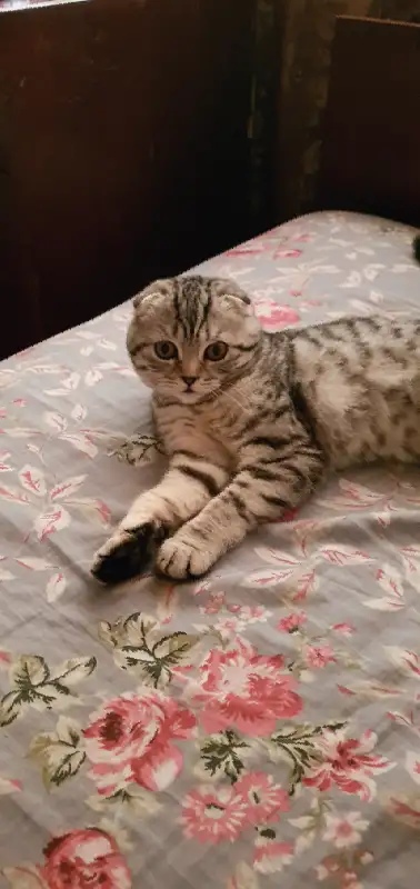Найдена кошка в Пружанах — Кто то видели этого котенка ей 6 месяцев , она пропала на улице врублевского 56 если найдете…