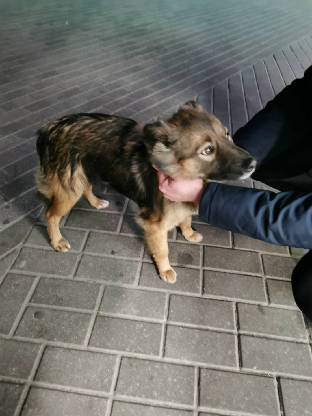 Найдена собака в Пружанах — Здравствуйте возле алми на альшанке бегает собачка
