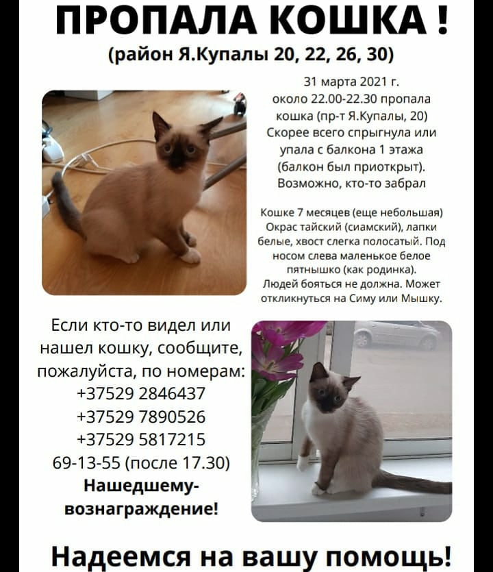 Найдена кошка в Пружанах — фото объявления
