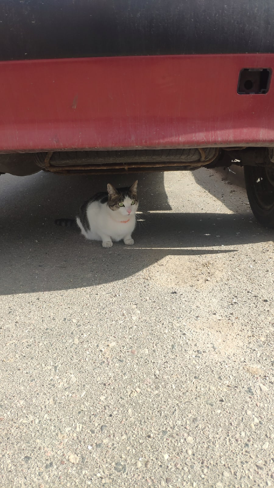 Пропала кошка в Пружанах — Кот/кошка на Вишневце в р-не ул.Химиков. В оранжевом ошейнике. К рукам не идёт. Может чей-то потеряшка?
