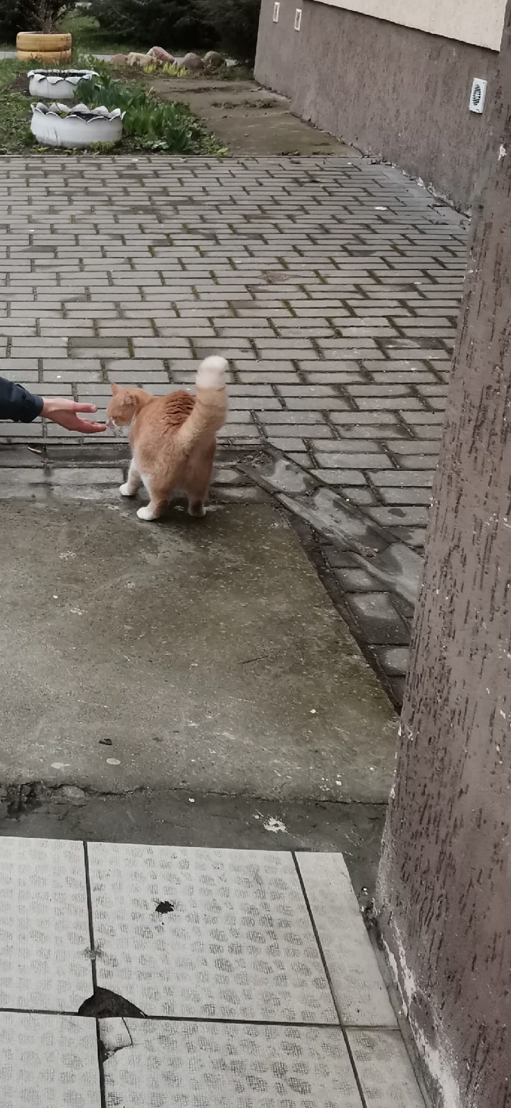 Найдена кошка в Пружанах — Замечена кошка (кот), розовый ошейник, район 1000 мелочей