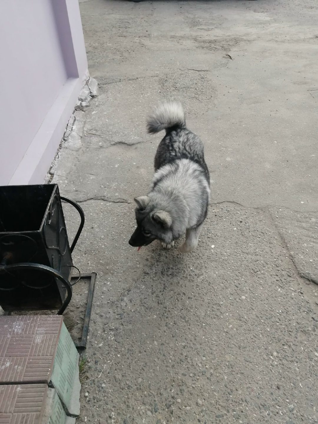 Найдена собака в Пружанах — фото объявления