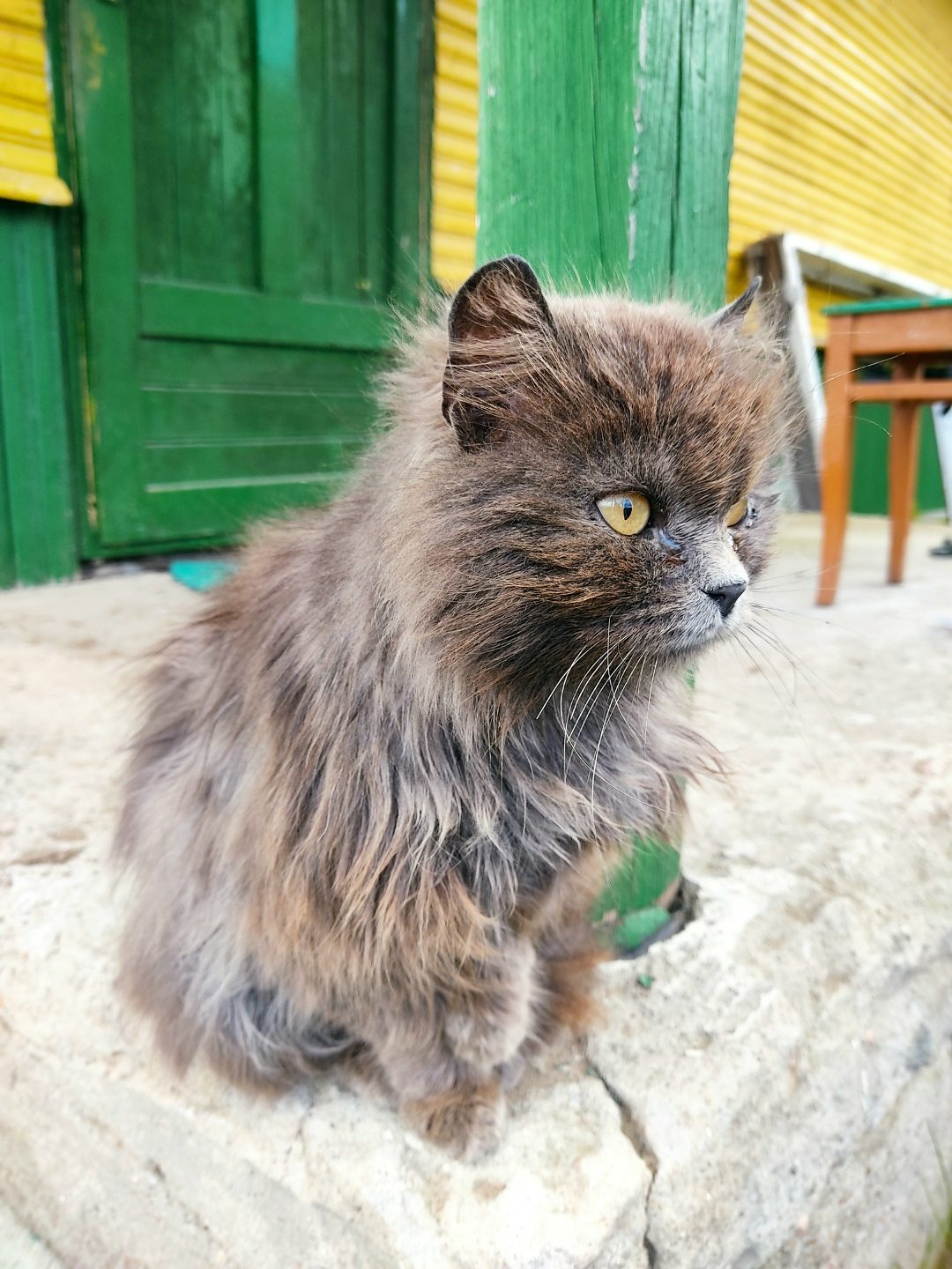 Найдена кошка в Пружанах — фото объявления