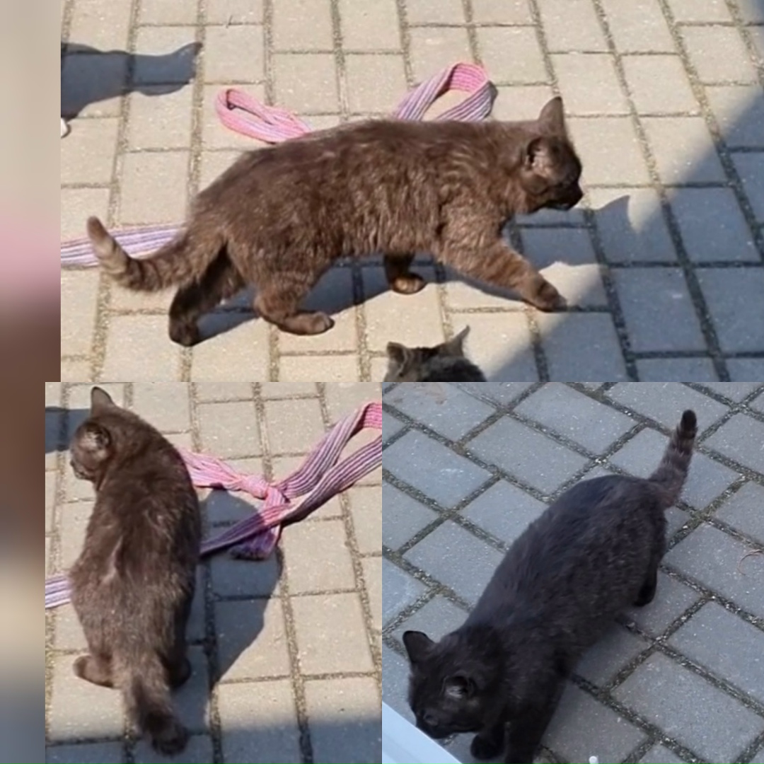 Найдена кошка в Пружанах — фото объявления