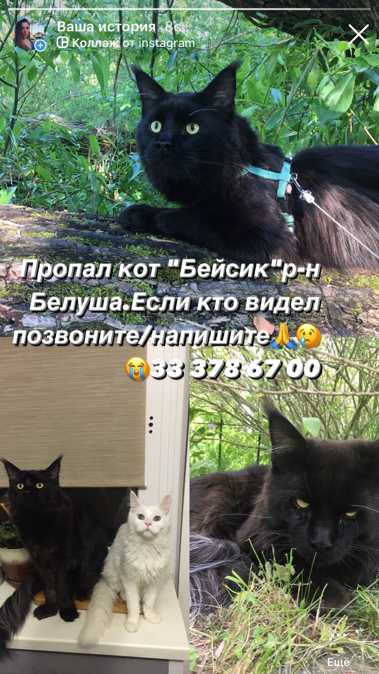Найдена кошка в Пружанах — фото объявления