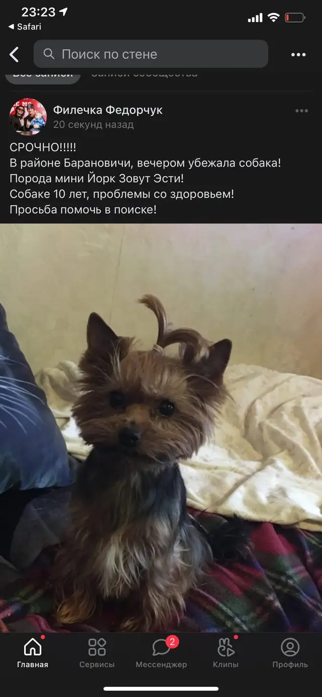 Пропала собака в Пружанах — СРОЧНО!!!!!